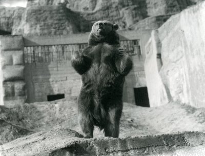 A Brown Bear stands upright on its hind legs, Mappin Terraces, London Zoo by Frederick William Bond